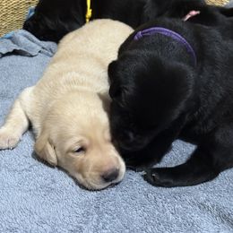 Labrador Retriever Puppies from Meadow Pond Retrievers