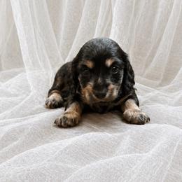 Kosmo - Black and cream male Dachshund puppy in Biloxi, Mississippi from Southern Doxies Ms