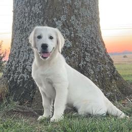 Maui - Light golden male Golden Retriever puppy in Adair, Oklahoma from Rejoice Retrievers