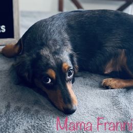Frannie - Dachshund
