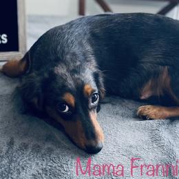 Frannie - Dachshund