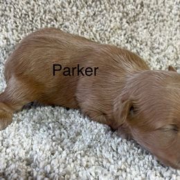 Parker - Red male Aussiedoodle puppy in Lebanon, Missouri from Cobbs Creek Canines