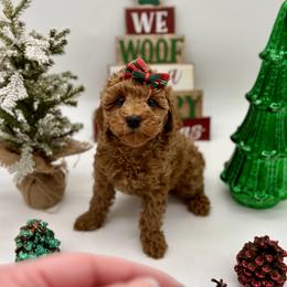 Bernedoodle and Poodle Puppies from Miranda’s Sunshine Poodles and Doodles