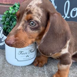 Oliver - Dapple male Dachshund puppy in Keota, Oklahoma from Skyview Doxie Ranch