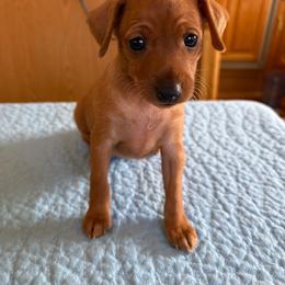 Fia - Red female Miniature Pinscher puppy in Corbett, Oregon from Redhawk Kennels
