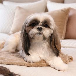 Sasha - Shih Tzu