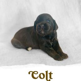 Colt - Chocolate male Goldendoodle puppy in Livermore, Colorado from Heritage Hills Family Doodles