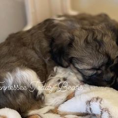 Shichons from Tennessee Teddy Bears KO
