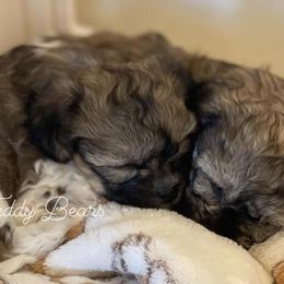 Shichons from Tennessee Teddy Bears KO