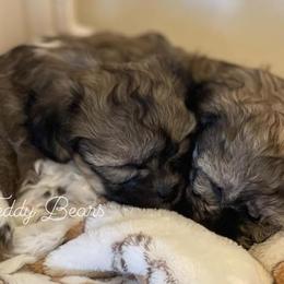 Shichons from Tennessee Teddy Bears KO