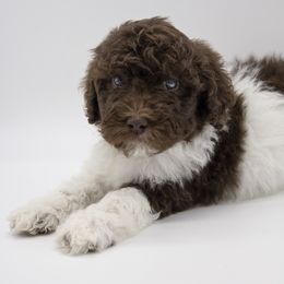 Assorted Doodle Crosses, Bernedoodle, Double Doodle, Goldendoodle, Labradoodle, and Whoodle Puppies from Our Little Farm Life Doodles
