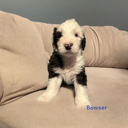 Old English Sheepdog Puppies from Midwest Puppy Paws