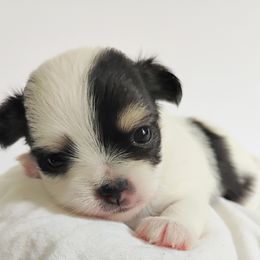 Carina - Black and white female Chihuahua puppy in Wayland, Michigan from MI Chi