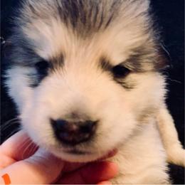 Pita - Gray and white female Alaskan Malamute puppy in Palmyra, Michigan from Illusion Kennel