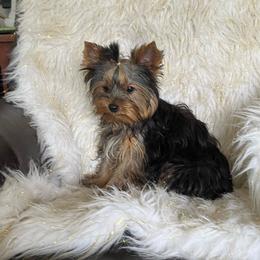 Smaller boy - Blue and gold male Yorkshire Terrier puppy in Darrington, Washington from Seven Cedars Yorkies