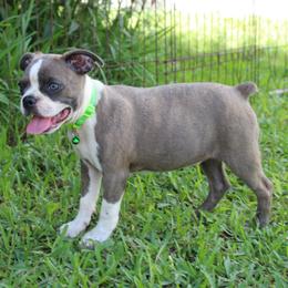 Lovely Lulu - Lilac female Boston Terrier puppy in Brooksville, Florida from Delamorés Pups