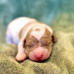 Yellowstone - Parti male Goldendoodle puppy in Stockton, California from Port City Doodles