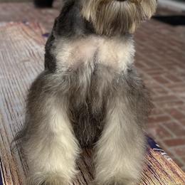Giant Schnauzer and Miniature Schnauzer Puppies from My Angel Schnauzers