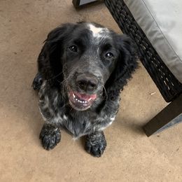 English Springer Spaniel puppies from Sweet Carolina Springers