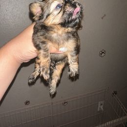 Mango - Gold male Shih Tzu puppy in Madera Acres, California from California Shih Tzu’s