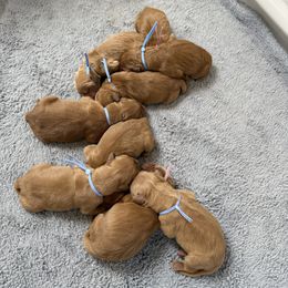 7th pick boy - Dark golden male Golden Retriever puppy in Petaluma, California from Contango Goldens