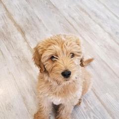 Goldendoodle, Old English Sheepdog, and Sheepadoodle Puppies from V6 Ranch Dogs