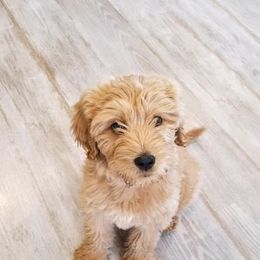 Goldendoodle, Old English Sheepdog, and Sheepadoodle Puppies from V6 Ranch Dogs