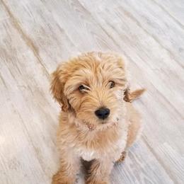 Goldendoodle, Old English Sheepdog, and Sheepadoodle Puppies from V6 Ranch Dogs