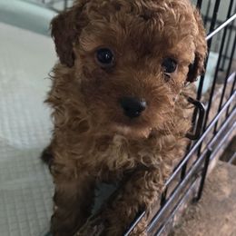 Milo - Red  male Poodle puppy in Grand Saline, Texas from Oldfield Outdoors