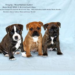 Staffordshire Bull Terrier Puppies from Moonspinner Staffords