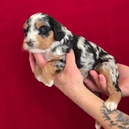 Hermione - Blue merle female Bernedoodle puppy in Milton, Florida from Sutton Place Doodles