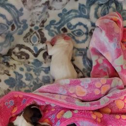 Shih Tzu Puppies from Furever Hometown Shih Tzu