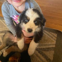 Aussiedoodle and Australian Shepherd Puppies from RoseWest Farms