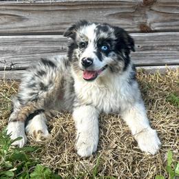 Wren - Blue merle female Miniature Australian Shepherd puppy in Saint Cloud, Florida from Dirty Paws