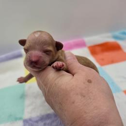 Lola - Apricot female Poodle puppy in Kannapolis, North Carolina from Carolina Great Danes & Toy Poodles