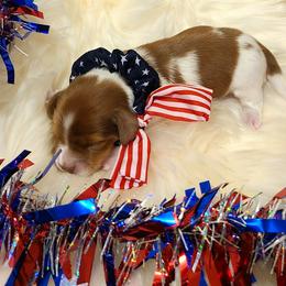 Kevin - Piebald male Dachshund puppy in Waynesboro, Tennessee from Owl Hollow Farm Miniature Dachshunds