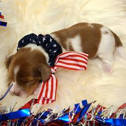 Kevin - Piebald male Dachshund puppy in Waynesboro, Tennessee from Owl Hollow Farm Miniature Dachshunds