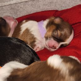 Light Purple collar - Red and white Shih Tzu puppy in New Bern, North Carolina from Kuddly Creatures