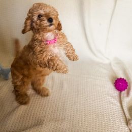 Poodle Puppies from Red Mini Poodles AZ