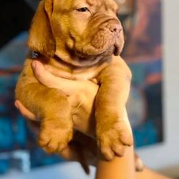 Dogue de Bordeaux Puppies from Bigdawgzmastiff
