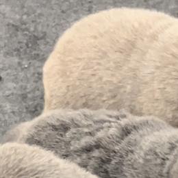 Labrador Retriever Puppies from Silver Labrador of Southern California