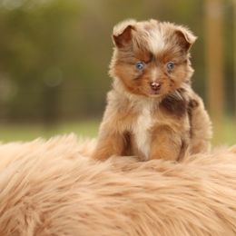 Miniature Australian Shepherds and Toy Australian Shepherds from Sanative Homestead