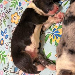 Boy 1 - Black tri-color male Australian Shepherd puppy in Martville, New York from Jasmin's Australian Shepherds