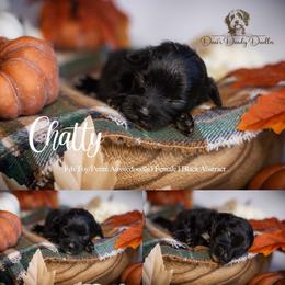 Chatty - Black and white female Aussiedoodle puppy in Roebuck, South Carolina from Dani's Dandy Doodles