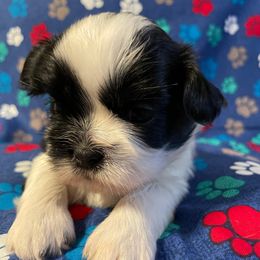 Pepper - Black and white male Shih Tzu puppy in Hemet, California from Aloha Shih Tzu