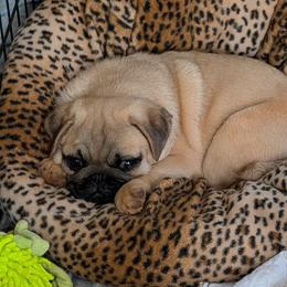 Pug puppies from Lovable Squished Faces