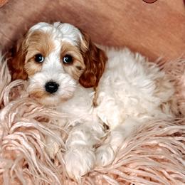 Lovie - Chocolate female Australian Labradoodle puppy in Decatur, Alabama from Southern Meadows Doodles