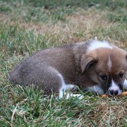 Pembroke Welsh Corgi Puppies from Fire Sweep Ranch
