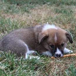 Pembroke Welsh Corgi Puppies from Fire Sweep Ranch