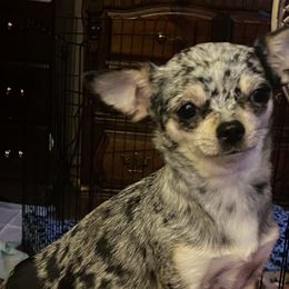 Lady May - Chihuahua
